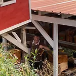 Bee Schuttertal